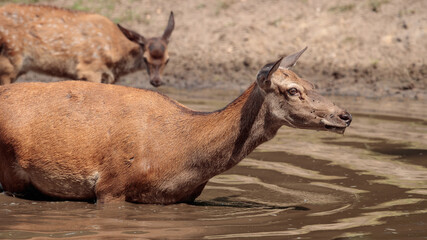 Rothirsche am Wasserloch im Sommer