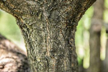 Obraz premium Wooden texture. tree bark. wood. summer.