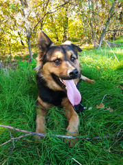 beautiful dog in a clearing in the forest