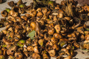 dried figs on the ground
