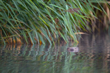 Ein Biber in der Peene in der Abenddämmeung