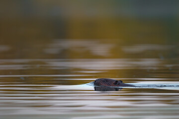 Ein Biber in der Peene in der Abenddämmeung