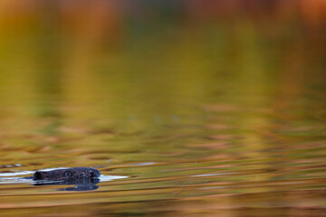 Ein Biber schwimmt in der Peene bei Sonnenuntergang