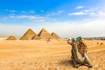 Camel and pyramids - obrazy, fototapety, plakaty