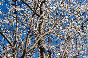 Cherry blossoms in the spring