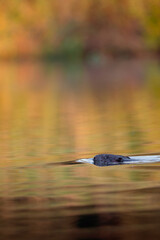 Ein Biber schwimmt in der Peene bei Sonnenuntergang