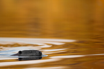 Ein Biber schwimmt in der Peene bei Sonnenuntergang
