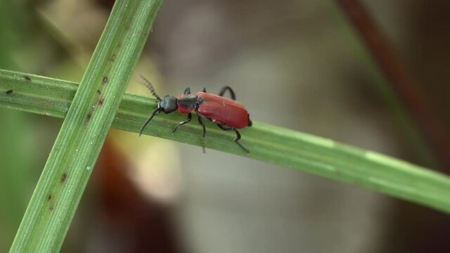 Macro shot of a small beetle with red elytra of the family Lycidae, crawling along a green blade of grass.