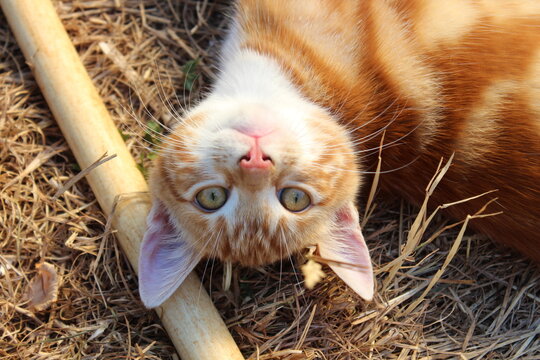 A Cat Laidback