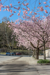 Pink cherry trees in public street