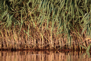 Schilf am Peeneufer im Sonnenlicht