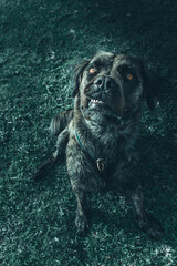 Obraz premium A brindle Boerboel Retriever cross smiling