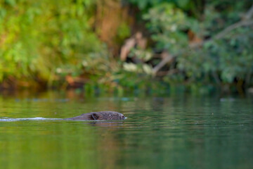 Ein Biber schwimmt in der Peene
