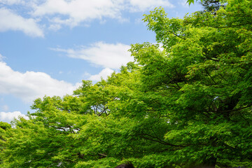 初夏の日本楓の新緑