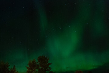 Fototapeta na wymiar A beautiful green northern light in Karasjok, Norway