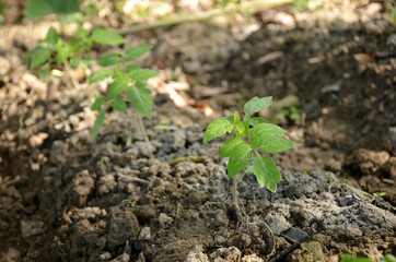 bunch the small ripe green tomato plant seedlings in the garden.