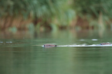 Biber im Wasser