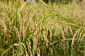 the green ripe paddy plant grains in the field meadow.