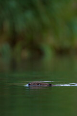 Biber im Wasser