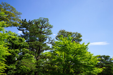 Fototapeta na wymiar 初夏の日本楓の新緑