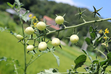 Unripe green tomatoes growing on bush in the garden. Tomatoes in the greenhouse with the red and green fruits.
