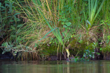 Ein Biber mit Nahrung am Ufer