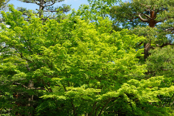 初夏の日本楓の新緑