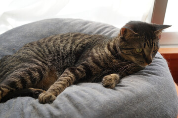 クッションの上で寝る猫