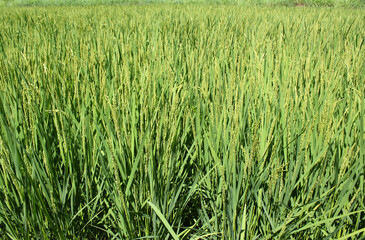 summer Green rice field.