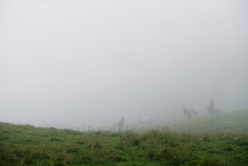 Horses graze on a green meadow in the fog.
