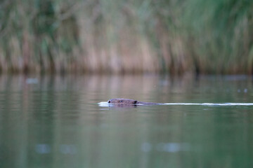 Ein Biber schwimmt in der Peene
