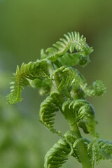 fern leaf