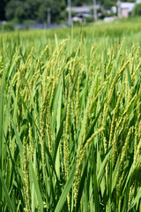 summer Green rice field.