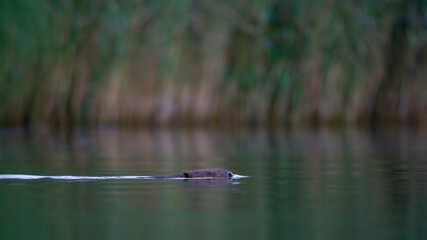 Ein Biber schwimmt in der Peene