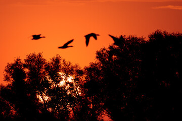 Graugänse fliegen in den Sonnenuntergang
