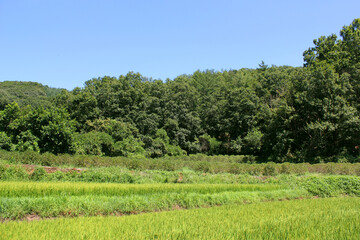green rice field in countryside