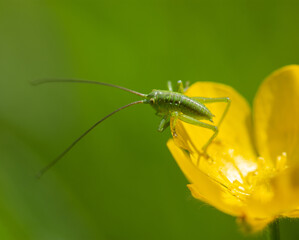 bug on a flower