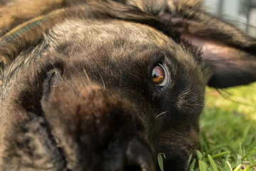 The face of a  brindle Boerboel Retriever cross laying on his side looking with a big eye into the...