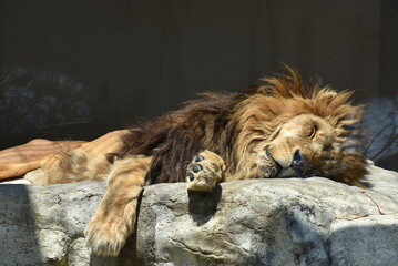 寝そべるライオン