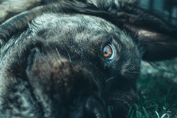 A brindle Boerboel Retriever cross laying on his side looking with a big eye into the camera. 