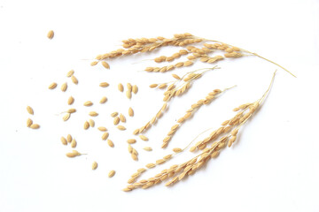 Ears of rice isolated on white background