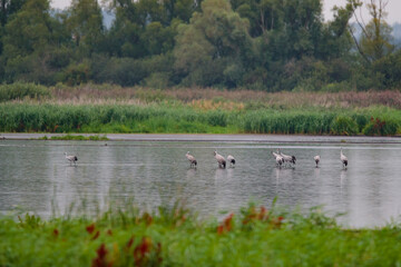 Ein Trupp Kraniche steht im Wasser