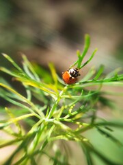 ladybug on leaf