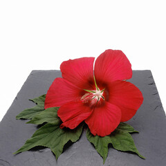 Bright scarlet hibiscus flower and green leaves on a black stone tile. Graceful petals, long pistil. White background.