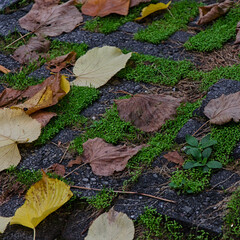 autumn leaves on the ground