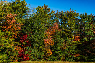 Naklejka premium autumn trees in the forest