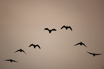 Graugänse fliegen im letzten Licht des Tages an