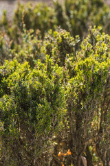 organically grown rosemary