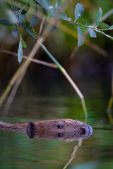 Ein Biber schaut neugierig aus dem Wasser