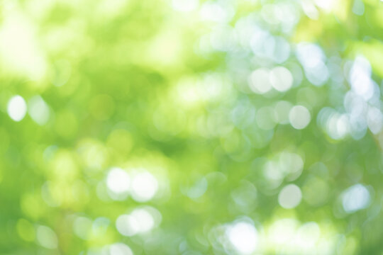 Abstract blur green color for background, blurred and focused effect spring concept for design